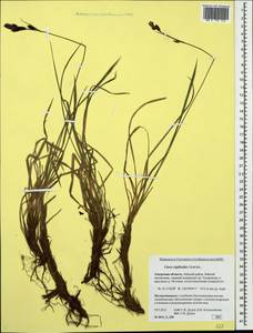 Carex rigidioides (Gorodkov) V.I.Krecz., Siberia, Russian Far East (S6) (Russia)