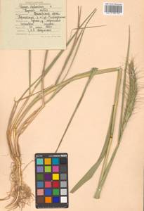 Campeiostachys dahurica (Turcz. ex Griseb.) B.R.Baum, J.L.Yang & C.Yen, Siberia, Russian Far East (S6) (Russia)