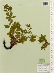 Potentilla thuringiaca Bernh. ex Link, Caucasus, Krasnodar Krai & Adygea (K1a) (Russia)