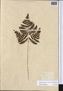 Gymnocarpium robertianum (Hoffm.) Newman, Western Europe (EUR) (Not classified)