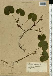 Asarum europaeum L., Eastern Europe, Moscow region (E4a) (Russia)