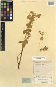 Euphorbia agraria M.Bieb., Unclassified
