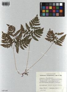 Gymnocarpium dryopteris (L.) Newm., Siberia, Altai & Sayany Mountains (S2) (Russia)