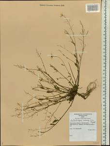 Arabidopsis arenosa subsp. arenosa, Eastern Europe, Northern region (E1) (Russia)