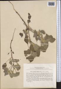 Chrozophora tinctoria (L.) A.Juss., Middle Asia, Pamir & Pamiro-Alai (M2) (Tajikistan)