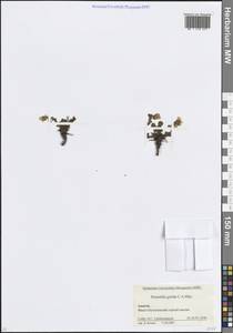 Potentilla crantzii subsp. gelida (C.A.Mey.) Soják, Caucasus, Krasnodar Krai & Adygea (K1a) (Russia)