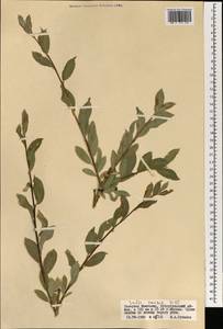 Salix caesia Vill., Mongolia (MONG) (Mongolia)