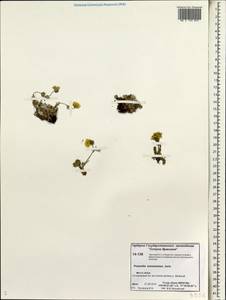Potentilla ×prostrata Rottb., Siberia, Chukotka & Kamchatka (S7) (Russia)
