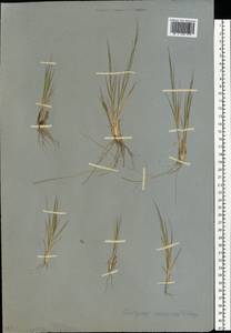 Cleistogenes squarrosa (Trin.) Keng, Eastern Europe, Lower Volga region (E9) (Russia)