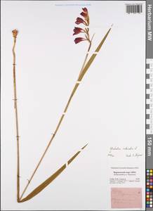 Gladiolus imbricatus L., Eastern Europe, Central forest-and-steppe region (E6) (Russia)