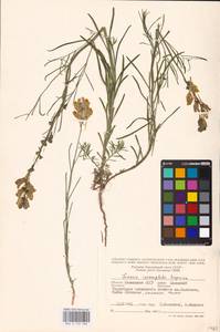 MHA 0 159 288, Linaria macroura (M. Bieb.) M. Bieb., Eastern Europe, Lower Volga region (E9) (Russia)