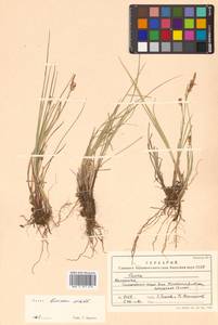 Carex livida (Wahlenb.) Willd., Siberia, Chukotka & Kamchatka (S7) (Russia)
