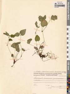 Viola sacchalinensis H.Boissieu, Siberia, Russian Far East (S6) (Russia)