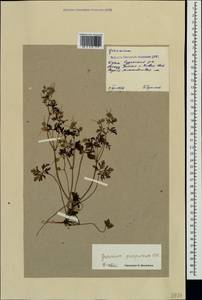 Geranium purpureum Vill., Crimea (KRYM) (Russia)