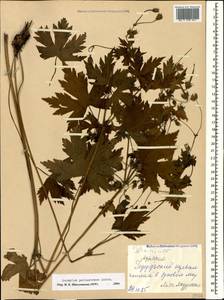 Geranium psilostemon Ledeb., Caucasus, Georgia (K4) (Georgia)
