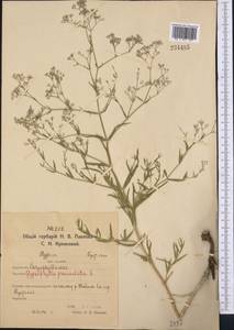 Gypsophila paniculata L., Middle Asia, Northern & Central Kazakhstan (M10) (Kazakhstan)