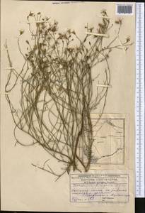 Chondrilla brevirostris Fisch. & C. A. Mey., Middle Asia, Caspian Ustyurt & Northern Aralia (M8) (Kazakhstan)