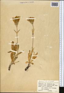 Gentiana olivieri Griseb., Middle Asia, Pamir & Pamiro-Alai (M2) (Tajikistan)