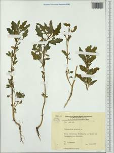 Oxybasis glauca (L.) S. Fuentes, Uotila & Borsch, Western Europe (EUR) (Germany)