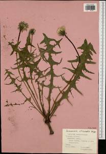 Taraxacum officinale Weber ex Wiggins, Eastern Europe, Central region (E4) (Russia)