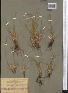 Carex turkestanica Regel, Middle Asia, Northern & Central Tian Shan (M4) (Kazakhstan)