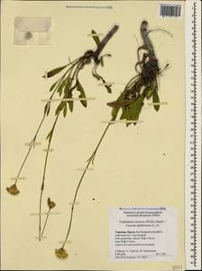 Cephalaria coriacea (Willd.) Roem. & Schult. ex Steud., Crimea (KRYM) (Russia)