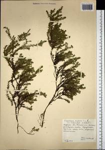 Empetrum nigrum subsp. stenopetalum (V. N. Vassil.) Nedol., Siberia, Russian Far East (S6) (Russia)