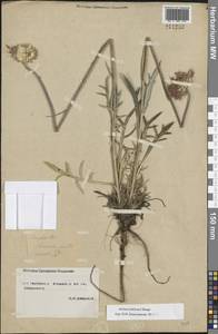Jurinea ledebourii Bunge, Eastern Europe, Central forest-and-steppe region (E6) (Russia)