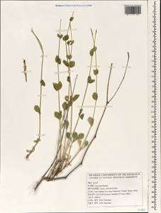 Silene chlorifolia Sm., South Asia, South Asia (Asia outside ex-Soviet states and Mongolia) (ASIA) (Iran)