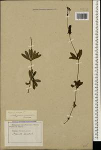 Galium odoratum (L.) Scop., Caucasus, Stavropol Krai, Karachay-Cherkessia & Kabardino-Balkaria (K1b) (Russia)