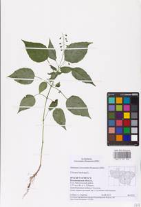 Circaea lutetiana L., Eastern Europe, Central region (E4) (Russia)