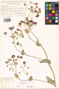 Bupleurum longifolium L., Eastern Europe, Moscow region (E4a) (Russia)