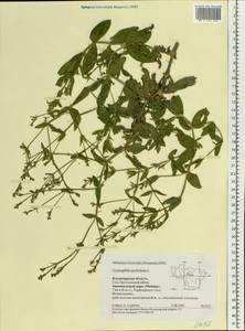 Gypsophila perfoliata L., Eastern Europe, Central region (E4) (Russia)