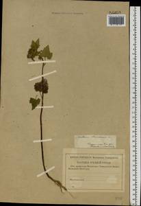 Xanthium strumarium L., Eastern Europe, Central region (E4) (Russia)