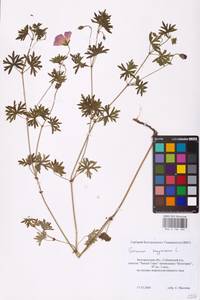 Geranium sanguineum L., Eastern Europe, Central forest-and-steppe region (E6) (Russia)