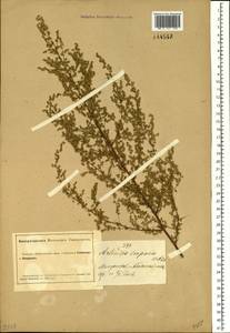 Artemisia scoparia Waldst. & Kit., Siberia, Altai & Sayany Mountains (S2) (Russia)