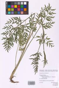 Silphiodaucus prutenicus subsp. prutenicus, Eastern Europe, North-Western region (E2) (Russia)