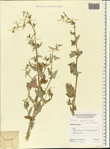 Atriplex sagittata Borkh., Crimea (KRYM) (Russia)