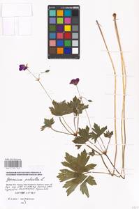 Geranium palustre L., Eastern Europe, Moscow region (E4a) (Russia)