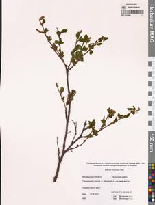 Betula fruticosa Pall., Siberia, Chukotka & Kamchatka (S7) (Russia)