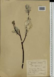 Salix lapponum L., Eastern Europe, Central forest-and-steppe region (E6) (Russia)