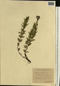 Veronica austriaca subsp. dentata (F. W. Schmidt) Watzl, Eastern Europe, South Ukrainian region (E12) (Ukraine)