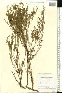 Artemisia nitrosa Weber ex Stechm., Eastern Europe, Lower Volga region (E9) (Russia)