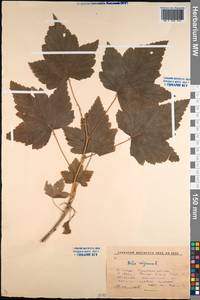 Ribes nigrum L., Siberia, Baikal & Transbaikal region (S4) (Russia)