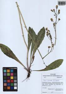 Crepis praemorsa (L.) Tausch, Siberia, Altai & Sayany Mountains (S2) (Russia)