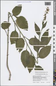 Asyneuma japonicum (Miq.) Briq., Siberia, Russian Far East (S6) (Russia)