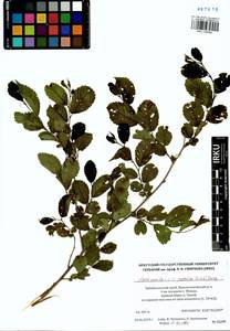 Ulmus japonica × pumila, Siberia, Baikal & Transbaikal region (S4) (Russia)