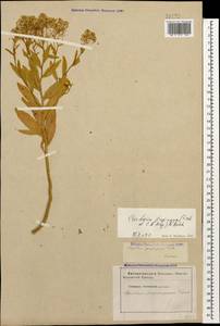 Lepidium chalepense L., Caucasus, Georgia (K4) (Georgia)