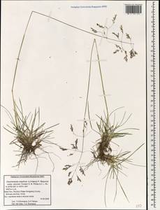 Deschampsia cespitosa subsp. cespitosa, South Asia, South Asia (Asia outside ex-Soviet states and Mongolia) (ASIA) (China)