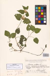 Lamium album subsp. album, Caucasus, Azerbaijan (K6) (Azerbaijan)